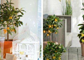 4 árboles frutales que podés cultivar en macetas