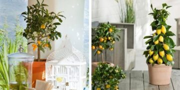 4 árboles frutales que podés cultivar en macetas