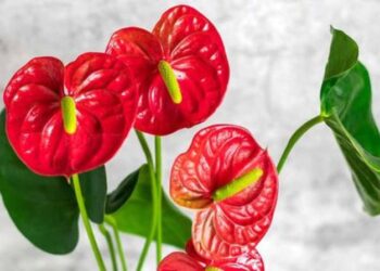Anturio rojo (Anthurium andreanum): la delicada planta de interior que es tendencia en decoración