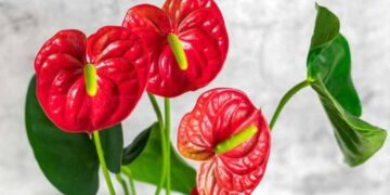 Anturio rojo (Anthurium andreanum): la delicada planta de interior que es tendencia en decoración
