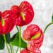 Anturio rojo (Anthurium andreanum): la delicada planta de interior que es tendencia en decoración