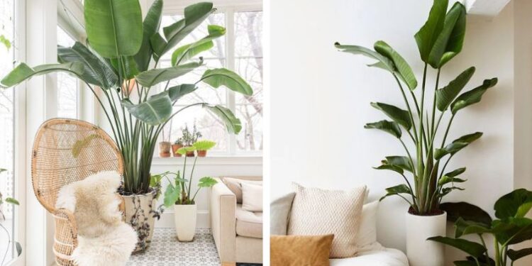 Flor de pájaro (Strelitzia nicolai): La exótica planta que está de moda para decorar interiores
