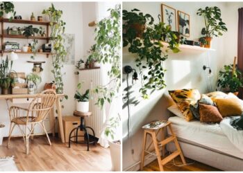 Las mejores enredaderas y trepadoras de interiores para decorar tu casa