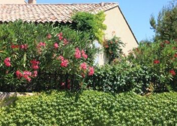 Tapar al vecino: las mejores plantas para crear un cerco en tu jardín y ganar privacidad