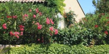 Tapar al vecino: las mejores plantas para crear un cerco en tu jardín y ganar privacidad