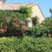 Tapar al vecino: las mejores plantas para crear un cerco en tu jardín y ganar privacidad