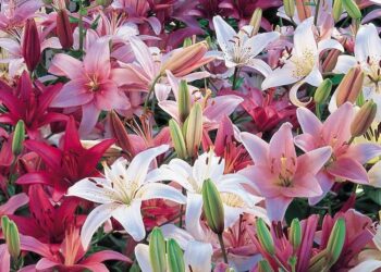 ¿Cómo se producen los tan deseados liliums que encontramos en las florerías?
