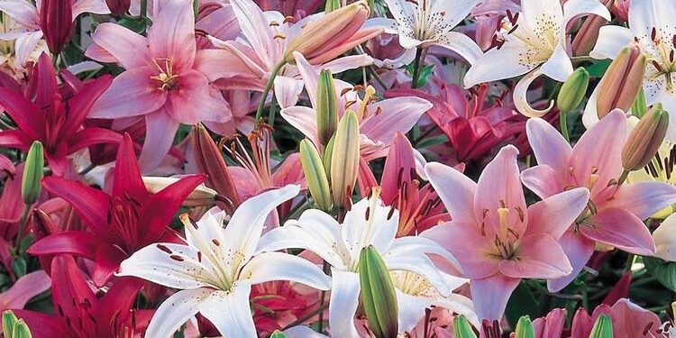 ¿Cómo se producen los tan deseados liliums que encontramos en las florerías?