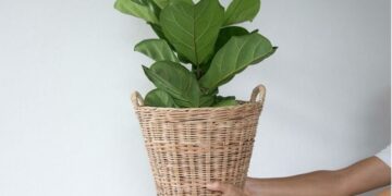 Ficus Pandurata: La planta más trendy