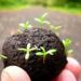 Manos a la obra: albóndigas de tierra para sembrar con los más chicos