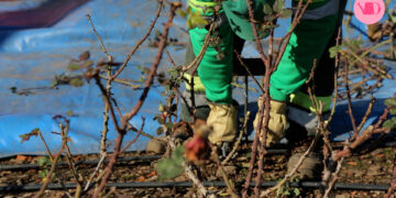 El premiado Rosedal de Palermo abre sus puertas para regalar a sus vecinos los gajos de esta temporada de poda.