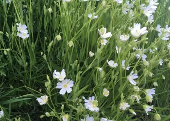 Plantas bioindicadoras: cuáles son y para qué sirven