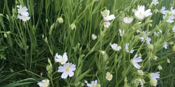 Plantas bioindicadoras: cuáles son y para qué sirven