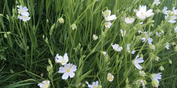 Plantas bioindicadoras: cuáles son y para qué sirven