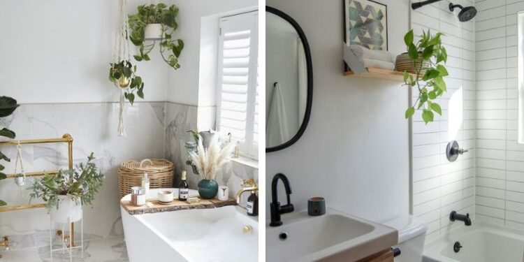 Las mejores plantas para tener en el baño