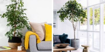 Ficus benjamina L: La planta que decora cualquier espacio