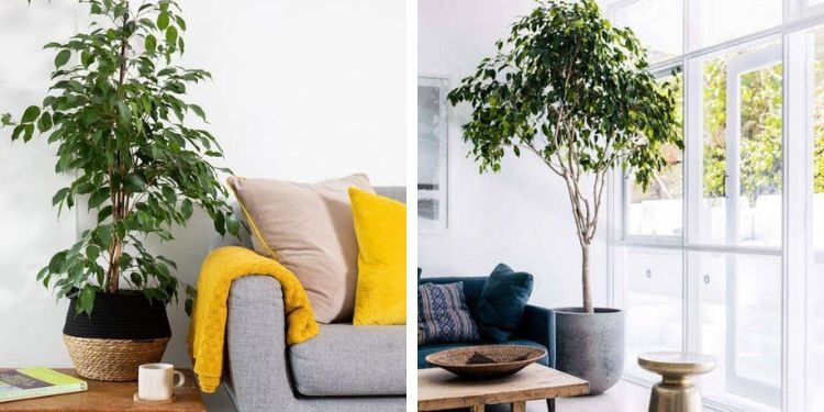 Ficus benjamina L: La planta que decora cualquier espacio
