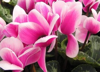 Violeta de los Alpes: La planta perfecta para darle color a los jardines en invierno