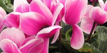 Violeta de los Alpes: La planta perfecta para darle color a los jardines en invierno