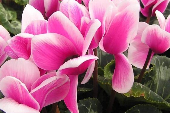 Violeta de los Alpes: La planta perfecta para darle color a los jardines en invierno