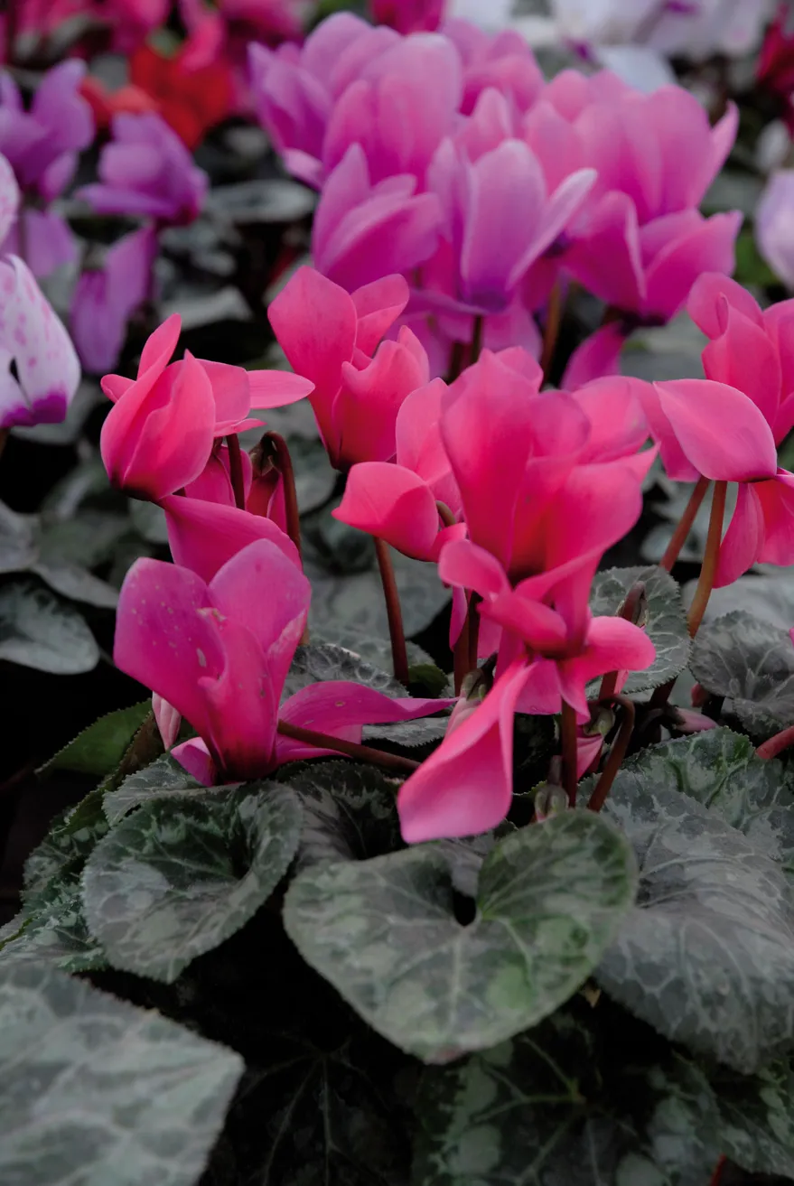 Violeta de los Alpes: La planta perfecta para darle color a los jardines en  invierno - DeRaiz.ar