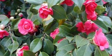 Las flores de invierno más lindas para tener en el jardín