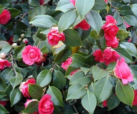Las flores de invierno más lindas para tener en el jardín