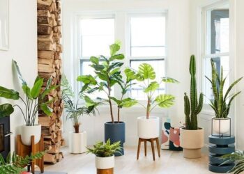 Tips para proteger las plantas de interior de la calefacción