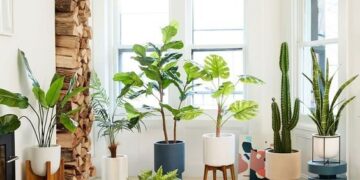 Tips para proteger las plantas de interior de la calefacción