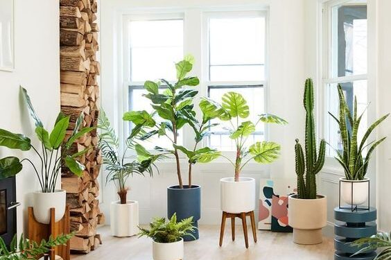 Tips para proteger las plantas de interior de la calefacción