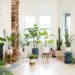 6 plantas de interior para activar el Feng Shui de tu casa