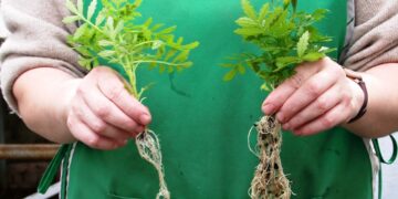 Micorrizas, el plus para que tus plantas alcancen todo su potencial