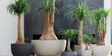 Pata de elefante (Beaucarnea recurvata): La planta más rústica para decorar interiores y exteriores