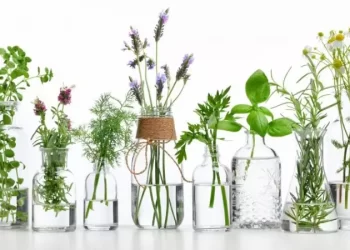 6 plantas que se pueden cultivar en agua