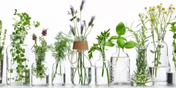 6 plantas que se pueden cultivar en agua