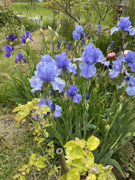 Iris germanica o Lirio azul: La flor de invierno que llena de color los  exteriores 