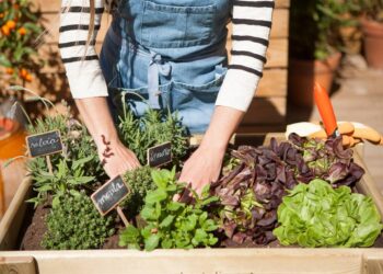 Huerta en casa: Qué sembrar en septiembre y cómo cuidarla