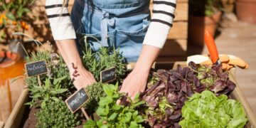 Huerta en casa: Qué sembrar en septiembre y cómo cuidarla