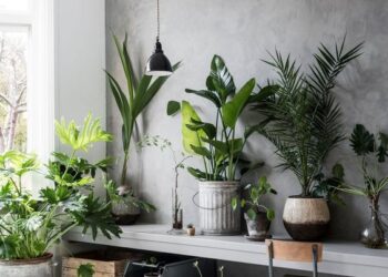 7 plantas de interior que pueden absorber la humedad de tu casa