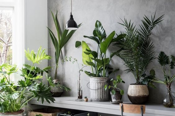 7 plantas de interior que pueden absorber la humedad de tu casa