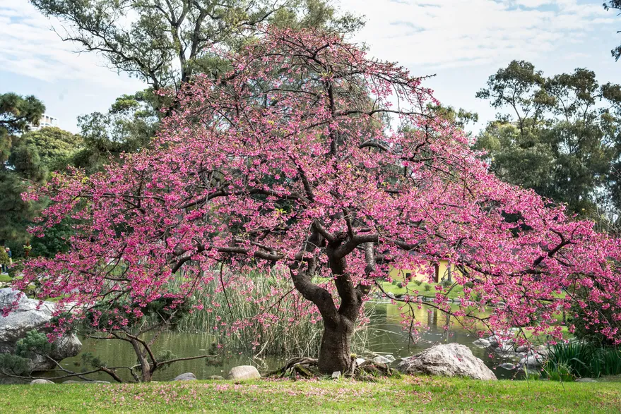 Cerezo japonés (Prunus serrulata): el emblemático árbol que florece en  pleno invierno y alegra los exteriores - DeRaiz.ar