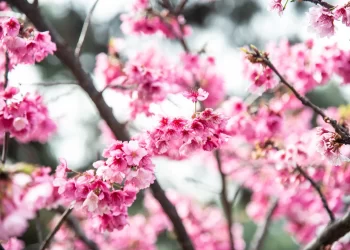 Cerezo japonés (Prunus serrulata): el emblemático árbol que florece en pleno invierno y alegra los exteriores