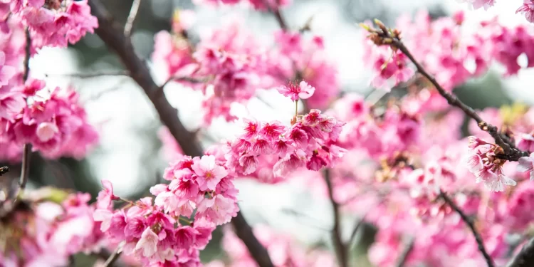 Cerezo japonés (Prunus serrulata): el emblemático árbol que florece en pleno invierno y alegra los exteriores