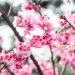 Cerezo japonés (Prunus serrulata): el emblemático árbol que florece en pleno invierno y alegra los exteriores