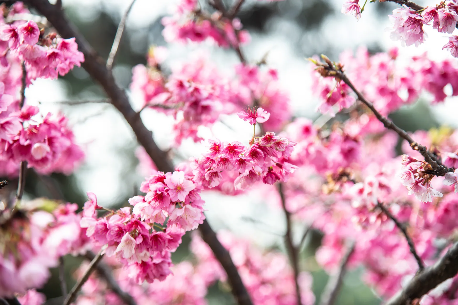 Cerezo japonés (Prunus serrulata): el emblemático árbol que florece en  pleno invierno y alegra los exteriores 