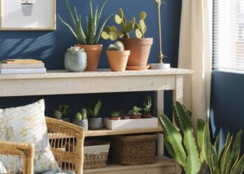 Estas son las 7 plantas de interior que más resisten la falta de agua