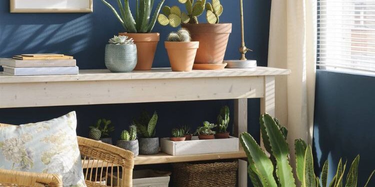 Estas son las 7 plantas de interior que más resisten la falta de agua