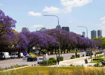Jacarandá (Jacaranda mimosifolia): La especie nativa distintiva de la Ciudad de Buenos Aires