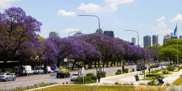 Jacarandá (Jacaranda mimosifolia): La especie nativa distintiva de la Ciudad de Buenos Aires