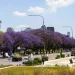 Jacarandá (Jacaranda mimosifolia): La especie nativa distintiva de la Ciudad de Buenos Aires